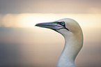 Northern Gannet portrait