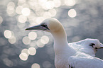 Northern Gannet