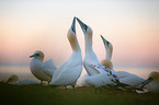 northern gannet