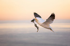 northern gannet