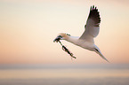 northern gannet