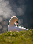 northern gannet