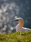 northern gannet