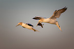 northern gannet