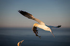 northern gannet