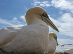 northern gannets