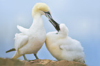 Northern Gannet