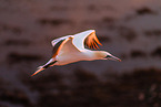 northern gannet