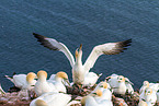 northern gannet