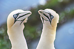 northern gannet