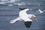 northern gannet