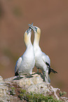 northern gannets