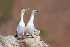 northern gannets