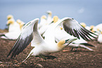 northern gannet