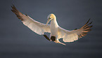 northern gannet
