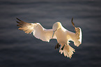 northern gannet