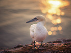 northern gannet