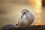 northern gannet