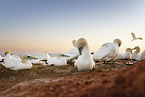 northern gannet
