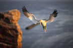 northern gannet