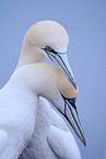 northern gannet