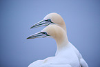 northern gannet