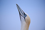 northern gannet