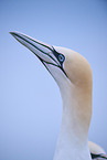 northern gannet
