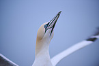 northern gannet