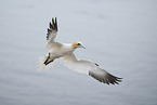 northern gannet