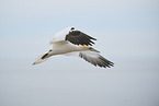 northern gannet