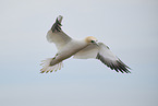 northern gannet
