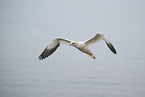 northern gannet