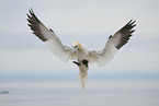 northern gannet
