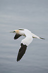 northern gannet