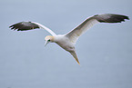 northern gannet