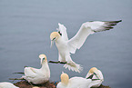 northern gannet
