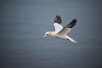northern gannet