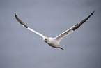 northern gannet