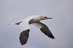 northern gannet