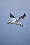 northern gannet