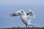 northern gannet