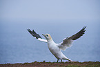 northern gannet