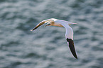 flying gannet