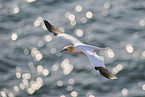 flying gannet