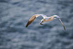 flying gannet