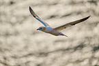 flying gannet