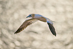 flying gannet