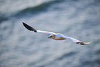 flying gannet