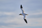 flying gannet
